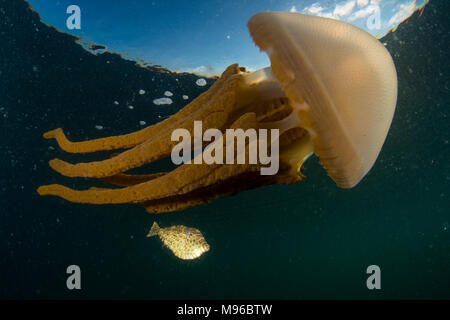 Barrel Qualle, Rhizostoma Octopus, mit einem Einhorn Filefish, Aluterus camelopardalis, der Lembeh Insel, Lembeh Strait, Pazifischer Ozean, Indonesien, Stockfoto