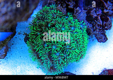 Blumenpot LPS Coral - (Goniopora sp.) Stockfoto