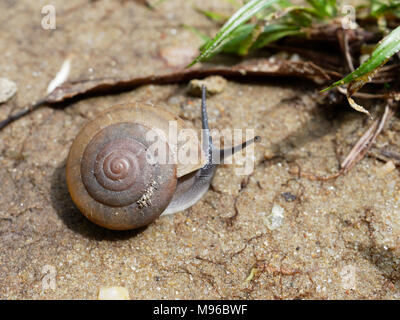 Braune Schnecke, die Ihren Schleim verwendet wird, Gesichtsmaske, mit Spirale Shell kriechen im Garten auf den Boden, Gras zeigen Konzepte von Ruhe, Entspannung, langsam, oder faul Stockfoto