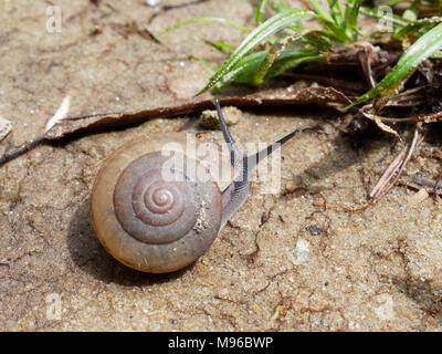 Braune Schnecke, die Ihren Schleim verwendet wird, Gesichtsmaske, mit Spirale Shell kriechen im Garten auf den Boden, Gras zeigen Konzepte von Ruhe, Entspannung, langsam, oder faul Stockfoto