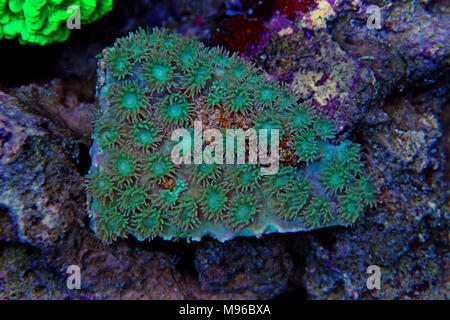 Montipora Candy Cap Coral, - (Montipora sp) Stockfoto