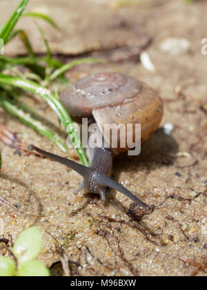 Braune Schnecke, die Ihren Schleim verwendet wird, Gesichtsmaske, mit Spirale Shell kriechen im Garten auf den Boden, Gras zeigen Konzepte von Ruhe, Entspannung, langsam, oder faul Stockfoto