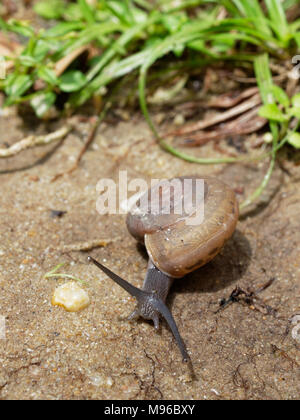 Braune Schnecke, die Ihren Schleim verwendet wird, Gesichtsmaske, mit Spirale Shell kriechen im Garten auf den Boden, Gras zeigen Konzepte von Ruhe, Entspannung, langsam, oder faul Stockfoto