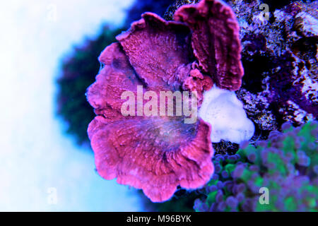 Montipora Candy Cap Coral, - (Montipora sp) Stockfoto