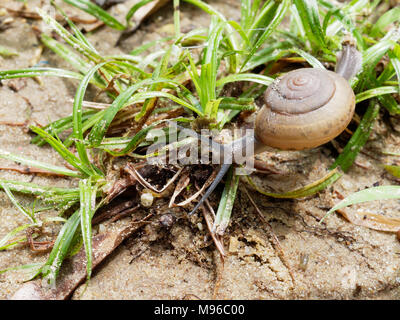 Braune Schnecke, die Ihren Schleim verwendet wird, Gesichtsmaske, mit Spirale Shell kriechen im Garten auf den Boden, Gras zeigen Konzepte von Ruhe, Entspannung, langsam, oder faul Stockfoto