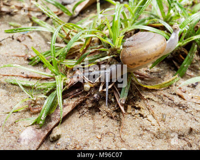 Braune Schnecke, die Ihren Schleim verwendet wird, Gesichtsmaske, mit Spirale Shell kriechen im Garten auf den Boden, Gras zeigen Konzepte von Ruhe, Entspannung, langsam, oder faul Stockfoto