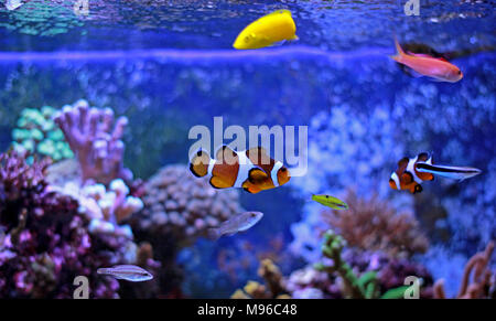 Clownfisch Die beliebtesten Fische in Aquarien Stockfoto