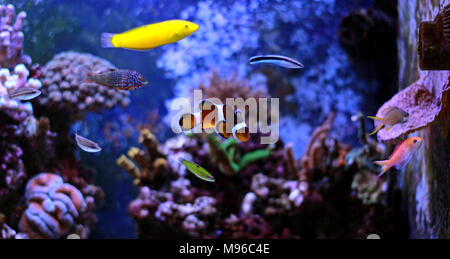 Clownfisch Die beliebtesten Fische in Aquarien Stockfoto