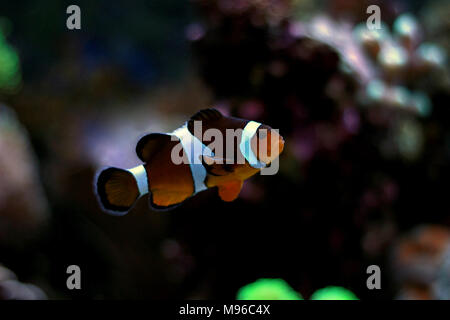 Clownfisch Die beliebtesten Fische in Aquarien Stockfoto