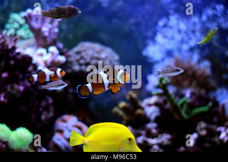 Clownfisch Die beliebtesten Fische in Aquarien Stockfoto