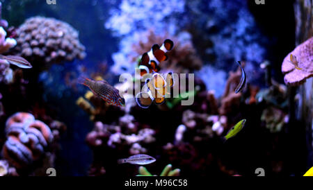 Clownfisch Die beliebtesten Fische in Aquarien Stockfoto