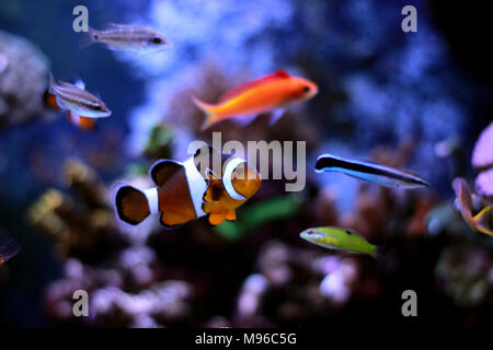 Clownfisch Die beliebtesten Fische in Aquarien Stockfoto