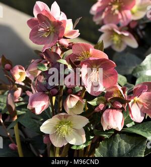 Helleborus Pirouette in Blume Stockfoto