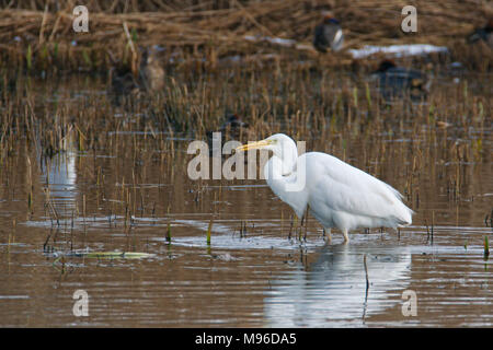 Silberreiher - Ardea alba, bei Leighton Moss RSPB Nature Reserve in Lancashire fotografiert. Fantastisch dieses Vogels kolonisieren NW England zu sehen Stockfoto