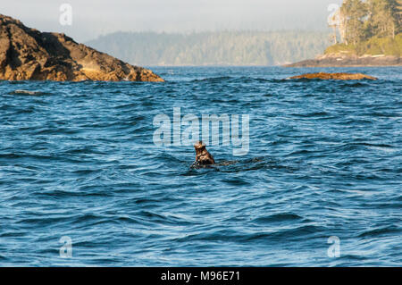 Sea Otter schwimmen im Clayoquot Sound, Tofino, Vancouver Island, British Columbia. Stockfoto