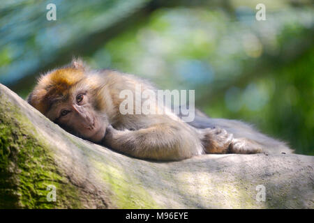 Barbary macaque oder barbary Ape oder magot (Macaca sylvanus) liegen Stockfoto