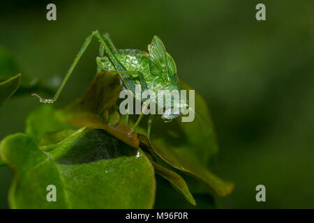 Grüne Heuschrecke mit langen Antennen zu Fuß auf ein Blatt auf dunklem Hintergrund Stockfoto