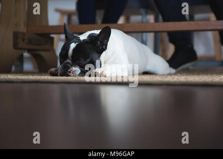 Hund liegend auf der Fußmatte zu Hause Stockfoto