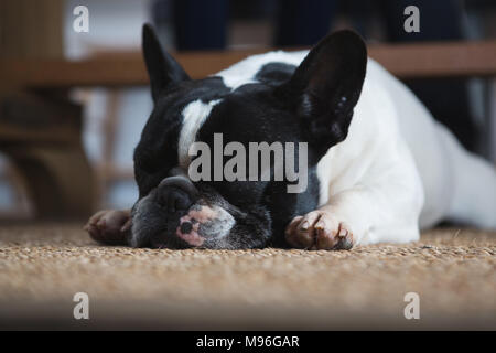 Hund liegend auf der Fußmatte zu Hause Stockfoto