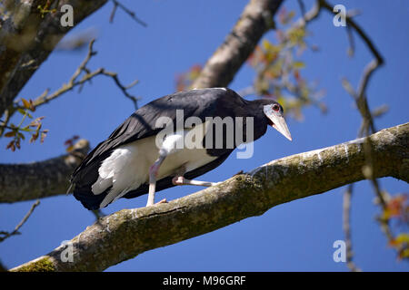 White-bellied Storch (Ciconia abdimii) auf Zweig Baum Stockfoto