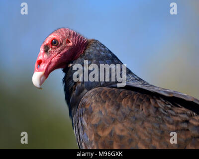 Porträt der Türkei Geier (Cathartes Aura) auf blauen Himmelshintergrund Stockfoto