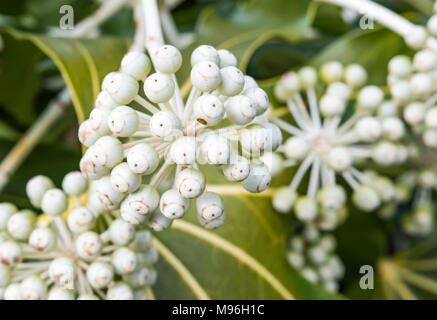 Fatsia japonica (Japanische Aralia, Rizinus) Makro Nahaufnahme mit weißen Blüten im Spätwinter in West Sussex, England, UK. Stockfoto