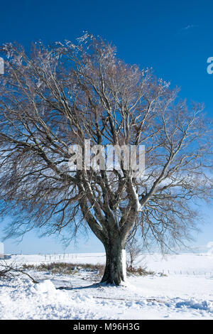 Schöne alte Eiche mit Permafrost an einem klaren sonnigen Winter hoch oben in den Cevennen, Frankreich Stockfoto