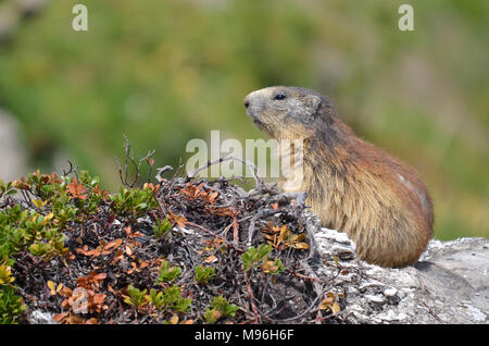 Alpine Murmeltier (Marmota Marmota) auf Felsen, in den französischen Alpen, Savoie-Abteilung bei La Plagne Stockfoto