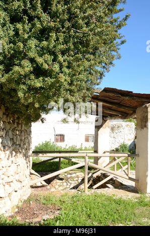 Baum neben Steinmauer in Kalk Museum, Moron de la Frontera, Sevilla, Andalusien, Stockfoto