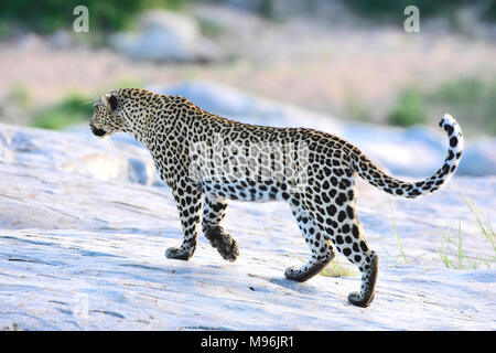 Südafrika ist ein beliebtes Reiseziel für seine Mischung aus echten afrikanischen und europäischen Erfahrungen. Kruger Park Leopardin auf weißen Felsen. Stockfoto