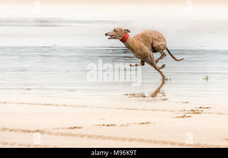 Hund am Strand Stockfoto