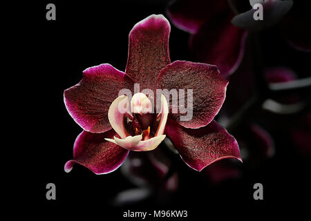 Eine violett weiss Phalaenopsis Blume auf schwarzem Hintergrund Stockfoto