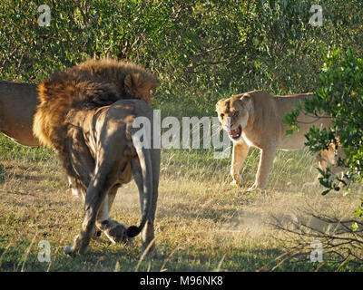 1 Löwin (Panthera leo) Weibliche schützende Mutter versteckte Cubs knurrend an 2 Männer in gewaltsame Auseinandersetzungen in der Masai Mara, Kenia, Afrika Stockfoto