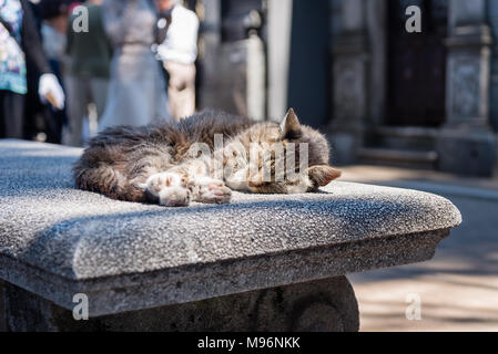 Eine Katze, die sich in La Recoleta Friedhof, Viertel Recoleta, Buenos Aires, Argentinien Stockfoto