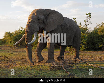 Große Stier afrikanischen Busch Elefant (Loxodonta africana), im Abendlicht zu Fuß über die Ebenen der Masai Mara Naturschutzgebieten, Kenia, Afrika Stockfoto