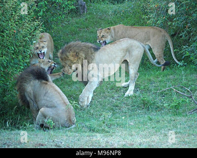 3 Löwinnen (Panthera leo) schützenden Frauen heulen bei 2 grossen Männer in gewaltsamen Konflikten in Naturschutzgebieten - Masai Mara, Kenia, Afrika Stockfoto