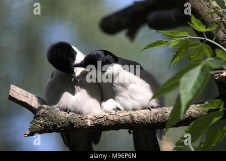 Zwei Vögel, Magpien küssen sich auf einen Ast, Blätter. Stockfoto