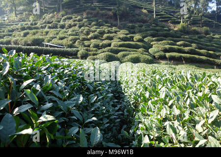 Schönen frischen grünen Chinesischen Longjing Tee Plantage. Hangzhou Xi Hu West Lake. Stockfoto