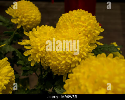 Nahaufnahme von grossen gelben Chrysanthemen in Los Angeles Stockfoto