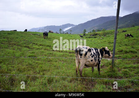 Rinder bei Desa Molkerei Kundasang Sabah Stockfoto