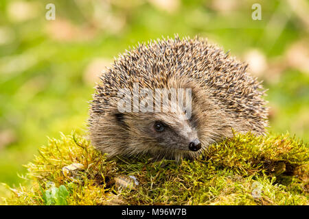 Igel. Nahaufnahme eines wilden, einheimischen, europäischen Igels auf grünem Moos mit verschwommenem Hintergrund. Erinaceus europaeus. Querformat. Stockfoto