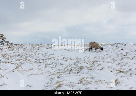 Einsame Swaledale-Schafe in den Yorkshire Dales, England, im Winter. Verschneite, minimalistische Winterszene. Querformat. Speicherplatz kopieren Stockfoto