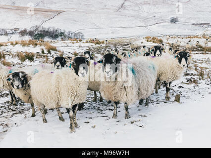 Swaledale-Schafe in den Yorkshire Dales, England, während des harten Winters. Verschneite Winterszene. Hübsche Mutterschafe mit Ohrmarken, nach vorne gerichtet, Landschaft Stockfoto