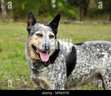 Hund, blau Heiler. Stockfoto