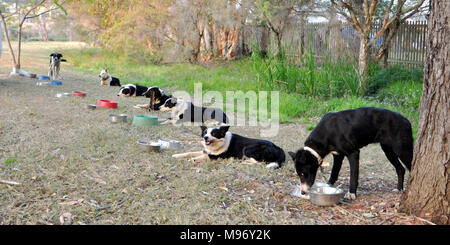 Hunde, die HUNDE Stockfoto