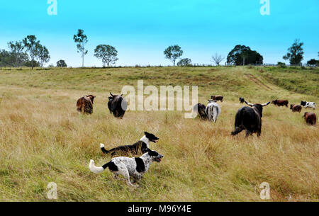 Hunde, BLUE HEELER ARBEITSHUNDE Stockfoto