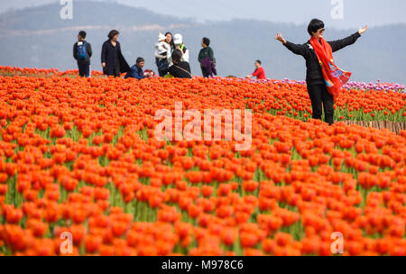 Hefei, Anhui Provinz Chinas. 23 Mär, 2018. Touristen besuchen das Tulip Feld in der bantang tulip Scenic Area in Chaohu, der ostchinesischen Provinz Anhui, 23. März 2018. Die blühenden Tulpen in Chaohu ziehen viele Touristen an. Quelle: Guo Chen/Xinhua/Alamy leben Nachrichten Stockfoto