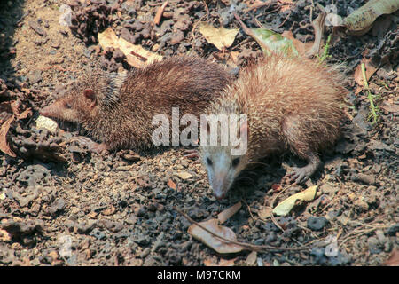 Madagassischen riesige Ratte (Hypogeomys antimena springen). Es ist Allesfresser, aber Futter auf dem Waldboden vor allem für Obst, Nüsse, Samen und Blätter. Es ist e Stockfoto