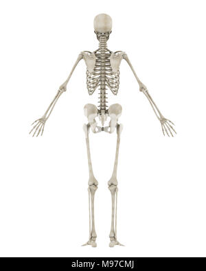 Menschliches Skelett Anatomie isoliert Stockfoto