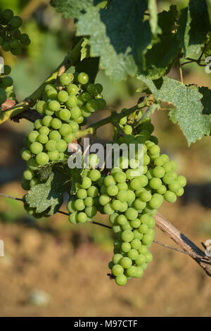 Bündel grüne Trauben vor der Reifung - Weinberg Landschaft - Weinberg Südwesten von Frankreich, Bordeaux Weinberg Stockfoto